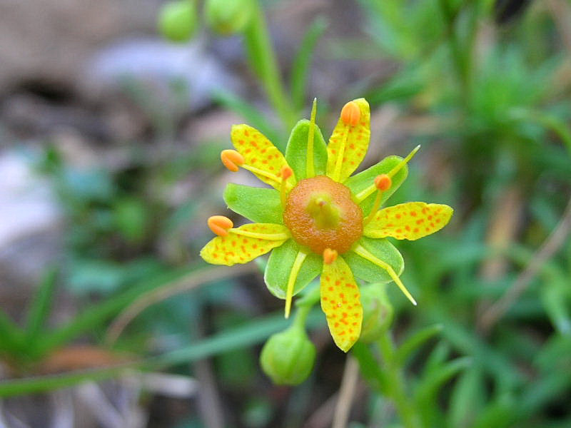 Saxifraga aizoides / Sassifraga gialla